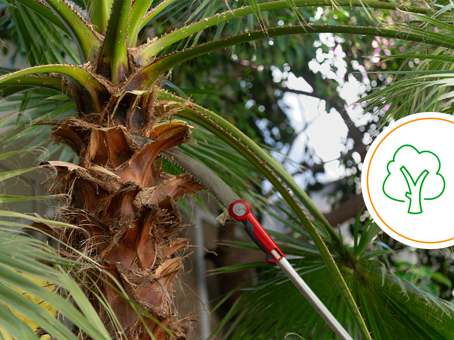 Landscaping Maintenance Tree Trimming Services